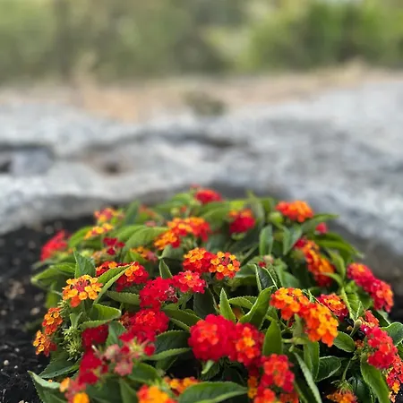 Christina's Homely Escapes * Sikion