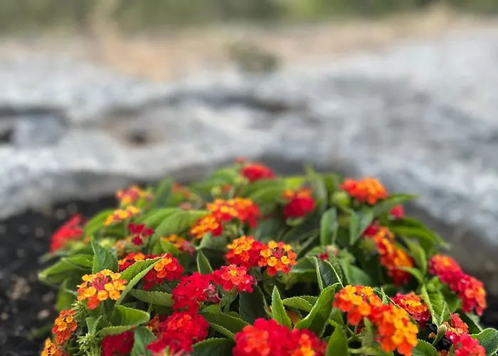 Christina's Homely Escapes * Sikion